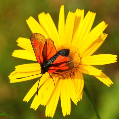 Zygaena sp.